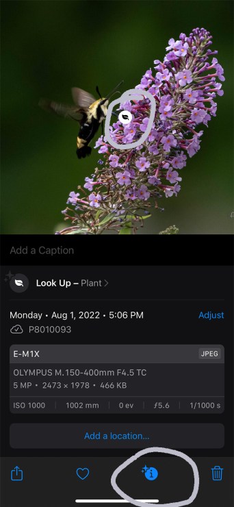 , Mobile Mondays : identifiez vos sujets sur votre iPhone avec Visual Look Up
